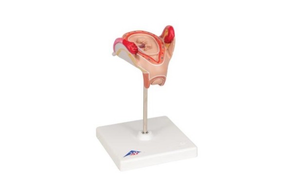 model zarodka, 2 miesiąc - 3b smart anatomy - 1000323 [l10/2] 3b scientific modele anatomiczne 2